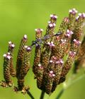 Verbena Brasiliensis